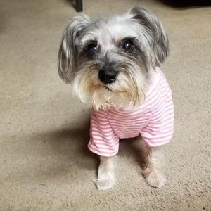 Meet your Posher, Jules